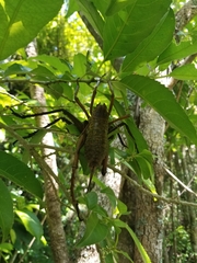 Deinacrida heteracantha