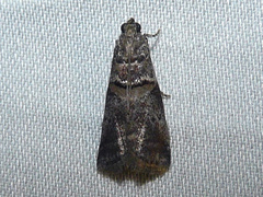 Acrobasis palliolella