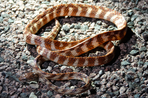 Brown Tree Snake sighting