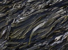 Fucus distichus edentatus