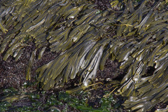 Fucus distichus edentatus