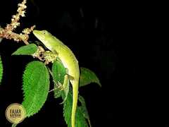 Pseudocalotes tympanistriga