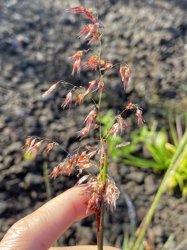 Melinis repens observed 2025-09-23