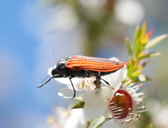 Castiarina erythroptera
