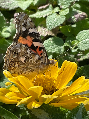 Painted Lady