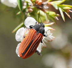 Castiarina erythroptera