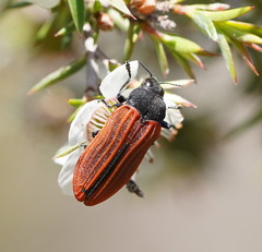 Castiarina erythroptera