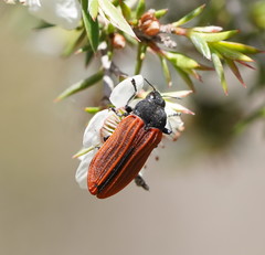Castiarina erythroptera
