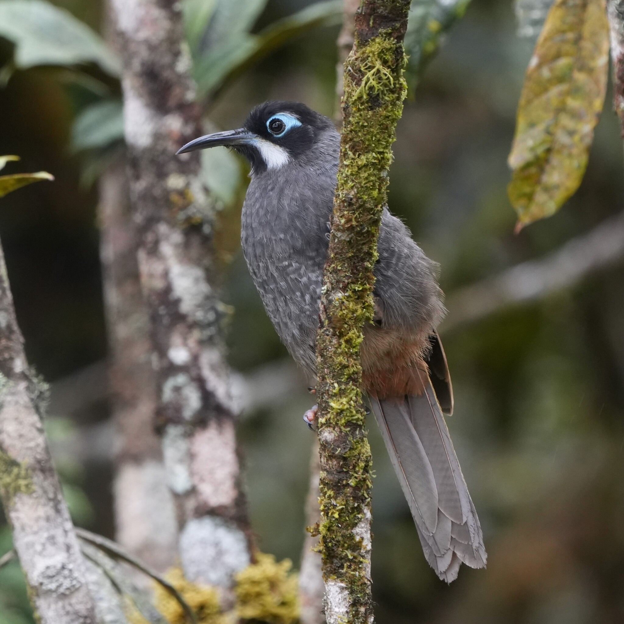 Belford's Melidectes (Melidectes belfordi), photo 2