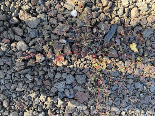 Euphorbia hyssopifolia observed 2025-09-23