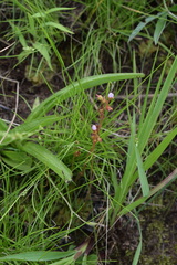 Drosera natalensis