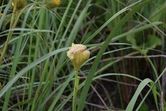Moraea moggii