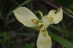 Moraea moggii