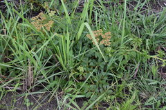 Cyphostemma natalitium