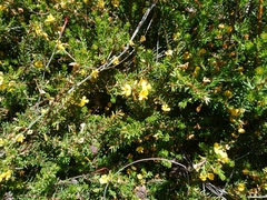 Pultenaea pedunculata