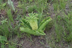 Eucomis autumnalis