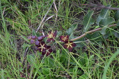 Pachycarpus concolor