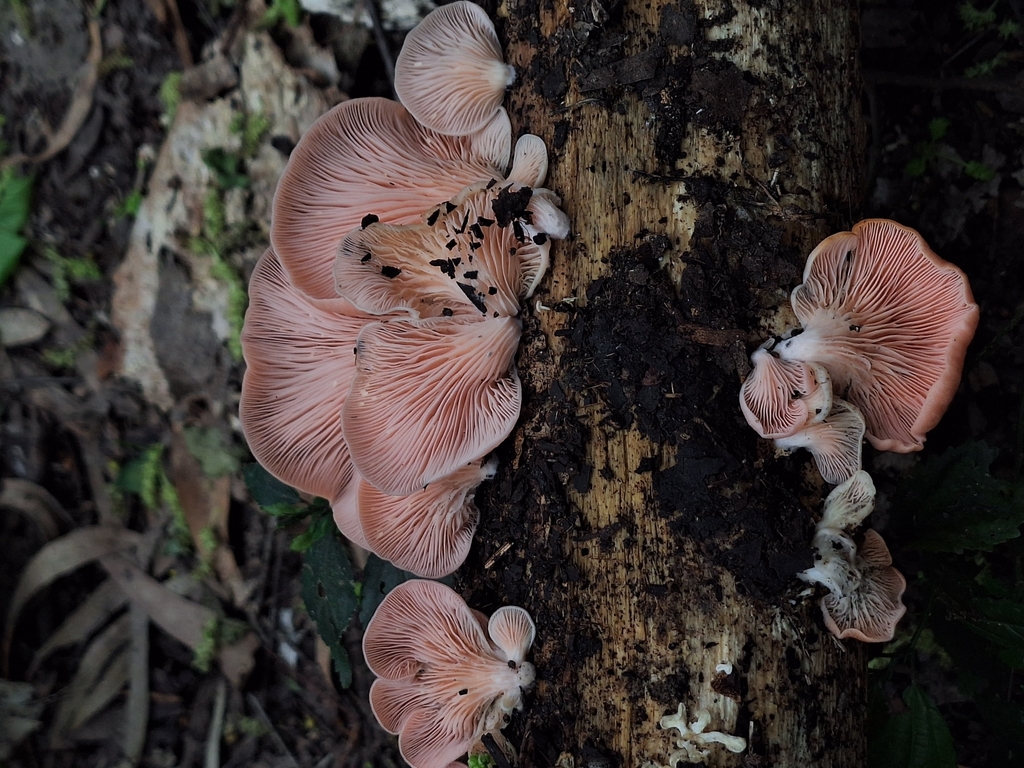 Pleurotus djamor · September 2025 · photo: © rocio_pose (iNaturalist, cc-by)