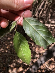 Aphananthe philippinensis