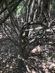 Aphananthe philippinensis