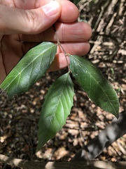 Aphananthe philippinensis