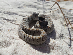Dasypeltis scabra