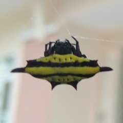 Gasteracantha diadesmia