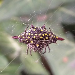 Gasteracantha diadesmia