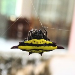 Gasteracantha diadesmia