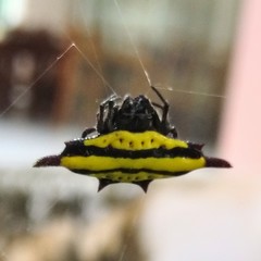 Gasteracantha diadesmia