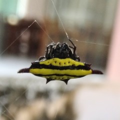 Gasteracantha diadesmia