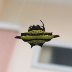 Gasteracantha diadesmia