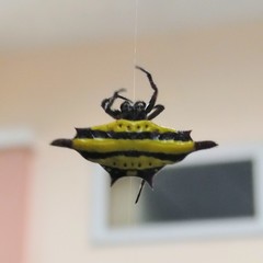 Gasteracantha diadesmia