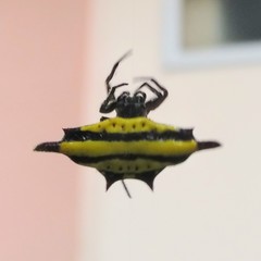 Gasteracantha diadesmia