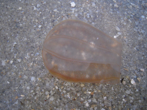 Beroe ovata