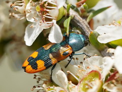 Castiarina scalaris