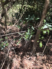 Aphananthe philippinensis