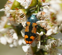 Castiarina scalaris
