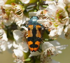 Castiarina scalaris