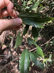 Aphananthe philippinensis