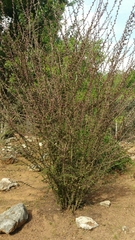 Indigofera leucoclada