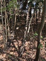 Mallotus philippensis