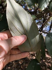 Mallotus philippensis