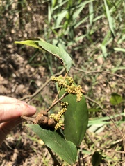 Mallotus philippensis