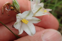 Chlorophytum cooperi