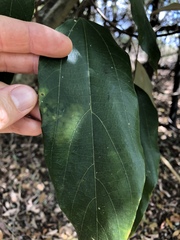 Mallotus philippensis