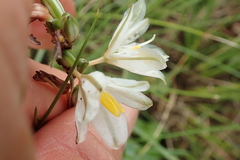 Chlorophytum cooperi