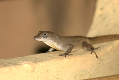 Anolis jubar