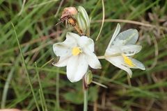 Chlorophytum cooperi