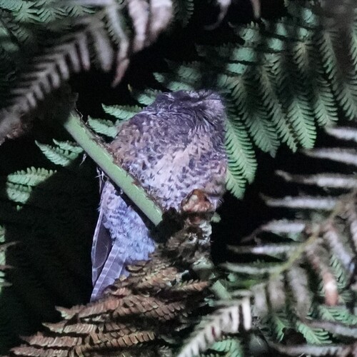 Mountain Owlet-nightjar (Aegotheles albertisi), photo 5